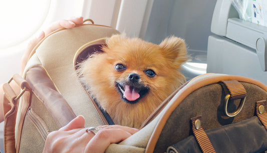 Consejos para viajar en avión con su mascota