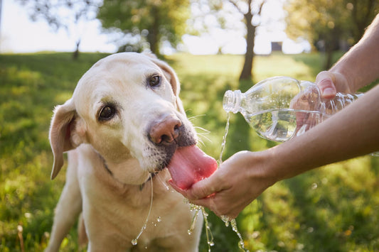 Cómo proteger a tu perro del sol y del calor